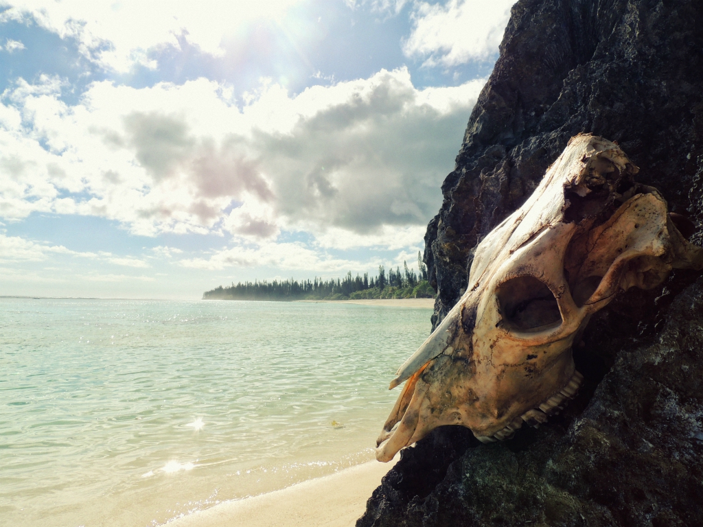 a close-up of an animal skull, in the background the ocean and a piece of sand