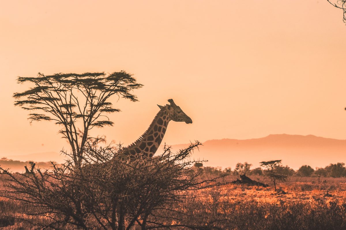 Image of a giraffe in the savanna. The sun is setting and there are trees surrounding the giraffe.